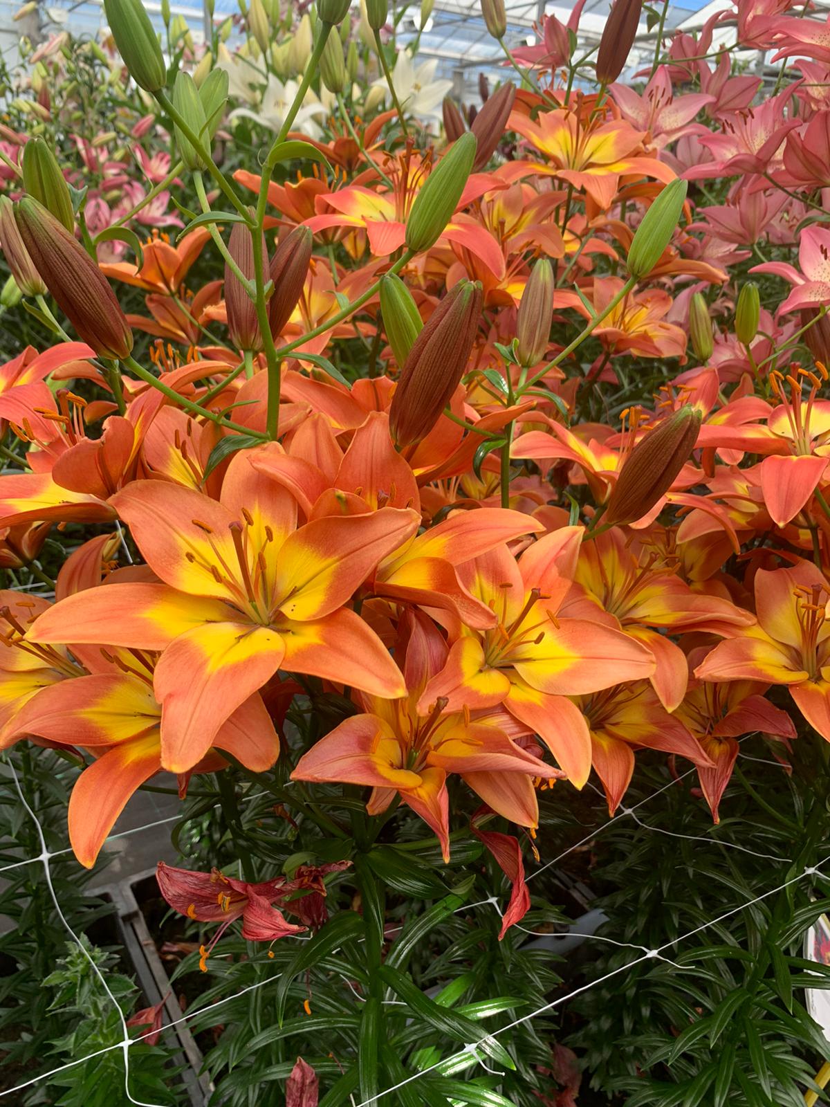 Lilium